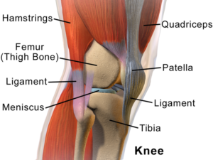 blausen_0597_kneeanatomy_side